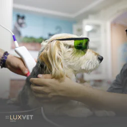 Laseroterapia u psa – wskazania, przebieg i efekty leczenia