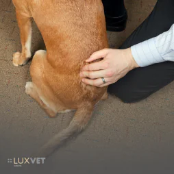 Wypadnięcie dysku u psa – objawy, diagnoza i leczenie