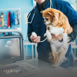 Diagnostyka obrazowa u psa – klucz do szybkiej i skutecznej diagnozy