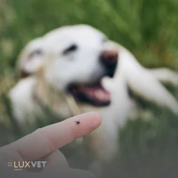 Choroby przenoszone przez kleszcze u psa – jak chronić pupila?