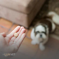 Cyklosporyna w leczeniu psa – wskazania, działanie i skutki uboczne